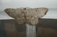 Hypomecis punctinalis