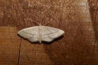 Idaea mediaria