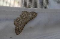 Idaea moniliata