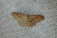 Idaea rubraria
