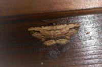 Menophra abruptaria