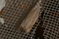 Metacrambus carectellus