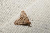 Metasia cuencalis bourgognei