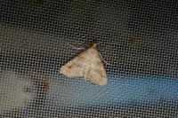 Metasia suppandalis