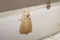 Mythimna vitellina