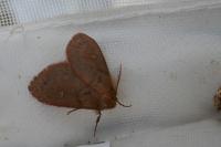 Ocneria rubea