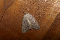 Pachycnemia hippocastanaria hippocastanaria