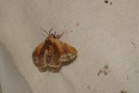 Ptilodon cucullina