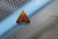 Pyrausta aurata