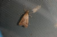Synaphe punctalis