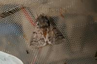 Thaumetopoea pityocampa
