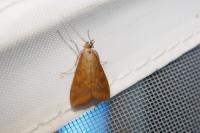 Udea ferrugalis