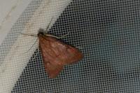 Uresiphita gilvata
