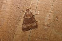Uresiphita gilvata
