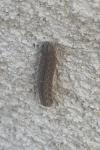 Noctua pronuba