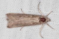 Thopeutis