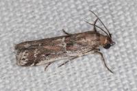 Pempeliella ardosiella venturiella
