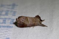 Clostera pigra