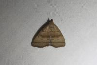 Herminia tarsicrinalis