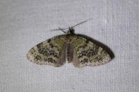 Acasis viretata