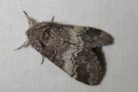 Drymonia querna