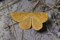 Angerona prunaria