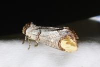 Phalera bucephala