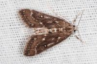 Parapoynx stratiotata