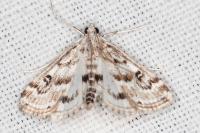 Parapoynx stratiotata