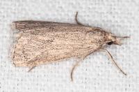 Chilo pulverosellus