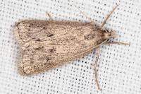 Chilo pulverosellus