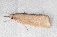 Chilo luteellus
