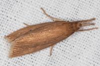 Chilo luteellus
