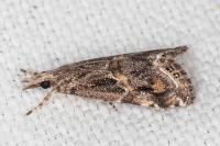 Euchromius cambridgei