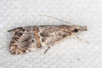Euchromius