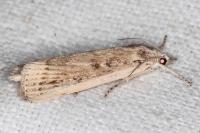 Thopeutis cicatricella