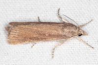 Thopeutis galleriellus