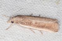 Thopeutis galleriellus