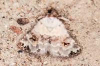 Eublemma scitula