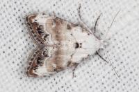 Nola infantula