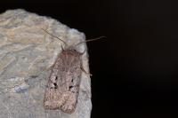 Conistra rubiginosa