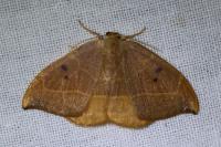 Watsonalla binaria