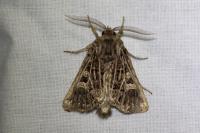 Tholera decimalis