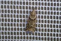 Eudonia angustea