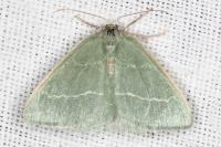 Chlorissa viridata