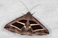 Grammodes bifasciata