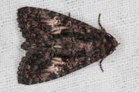 Aedia leucomelas