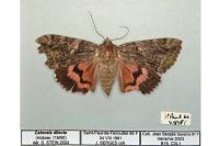 Catocala dilecta