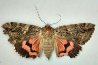 Catocala dilecta