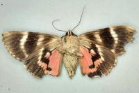 Catocala dilecta
